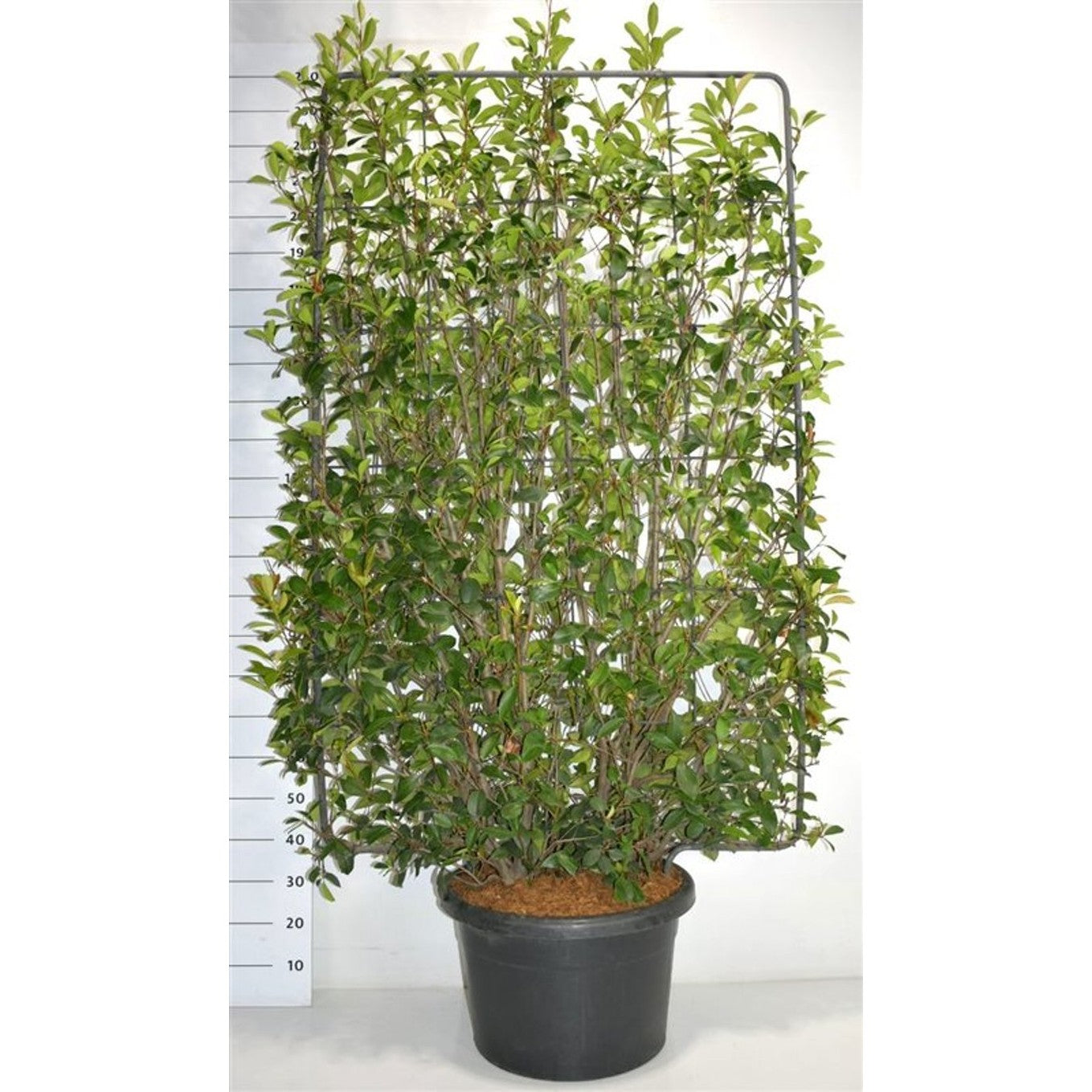 Glansmispel – Photinia fraseri 'Red Robin' - C60 200 cm. Scherm